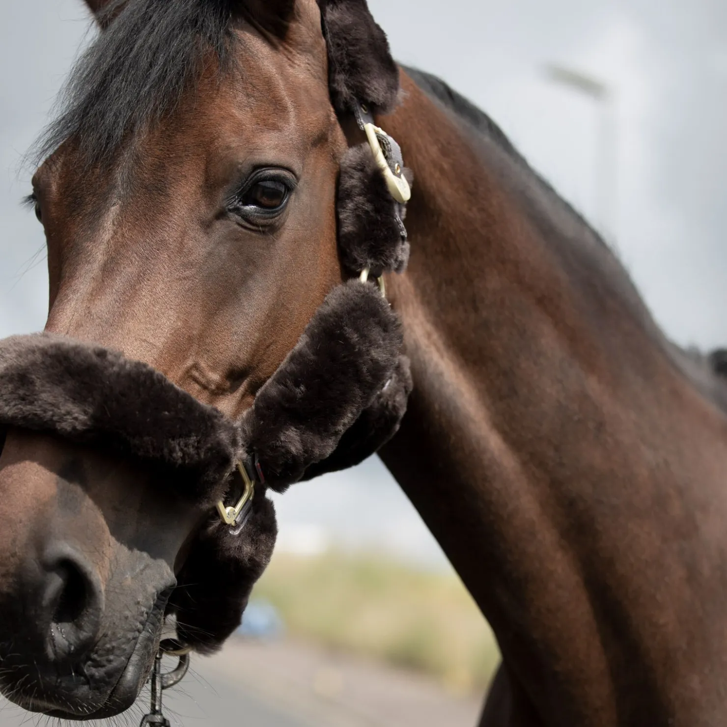 Discount bvertigo B Vertigo Tremblant grime med saueskinn Brown