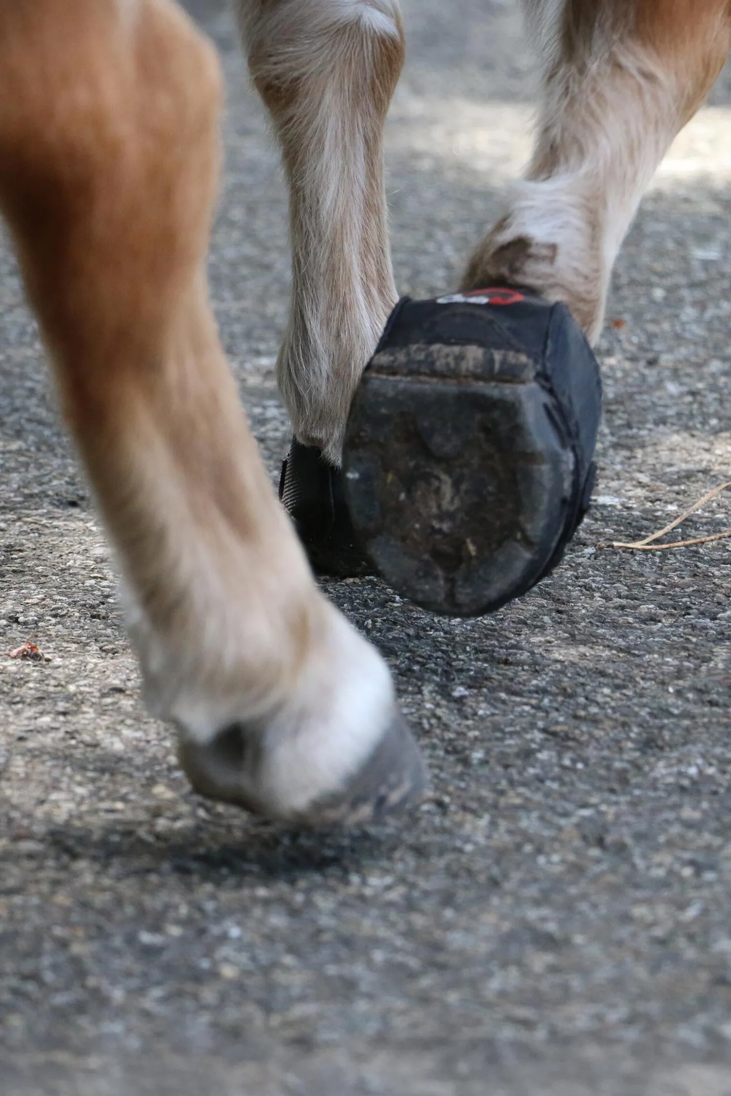 Outlet cavallohorseriderfr Cavallo Hoof Boots F.R.A. CLB boots (vanlig/par) Black