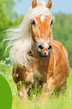 New cowboymagic Cowboy Magic Detangler & Shine邃 White/Blue