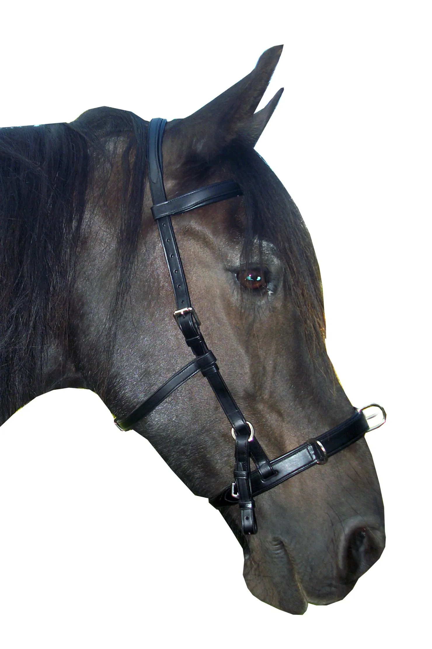 New fra F.R.A. Freedom Riding Articles Baro kapsun, lær (shire) Black