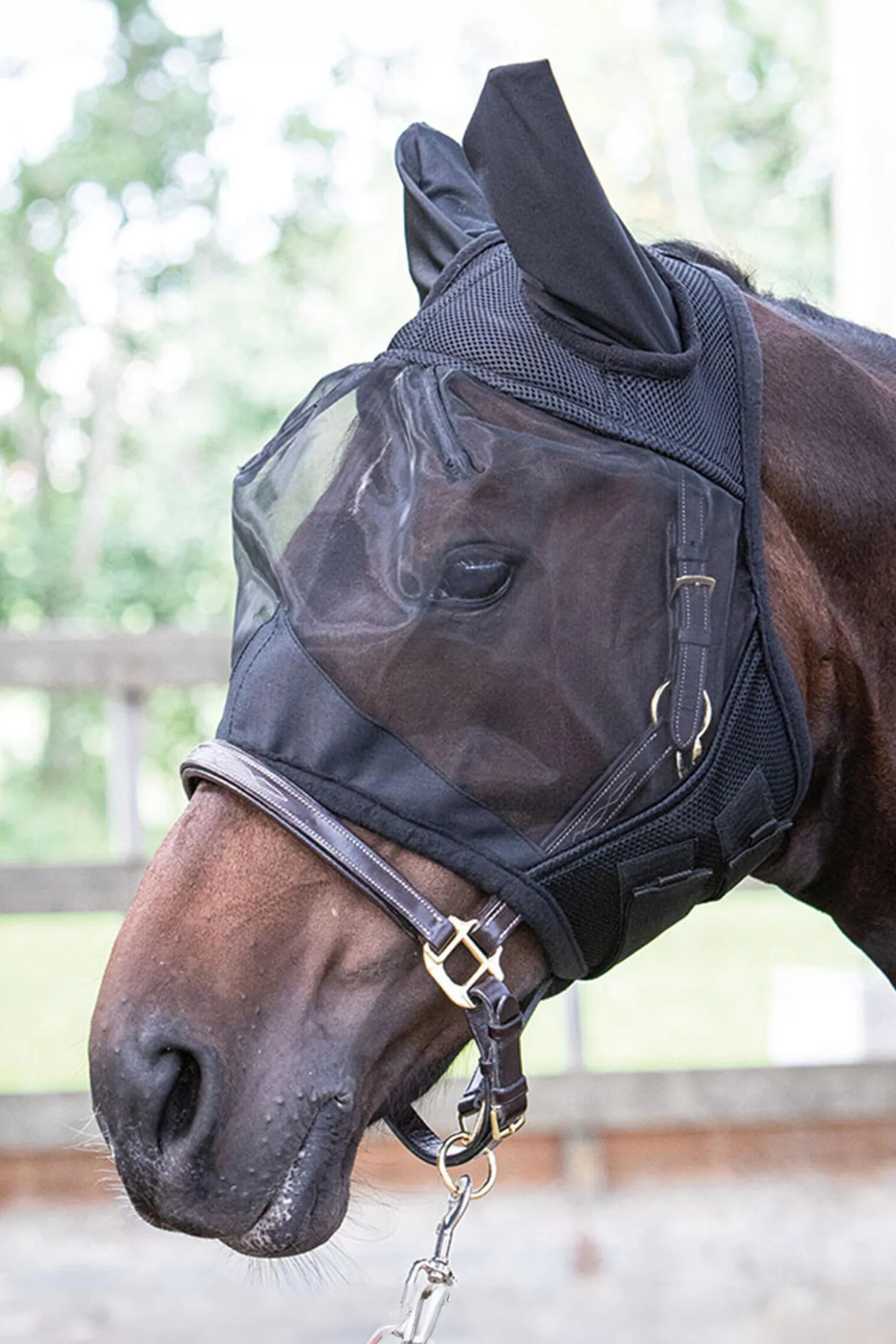 Clearance harryshorse Harry Black