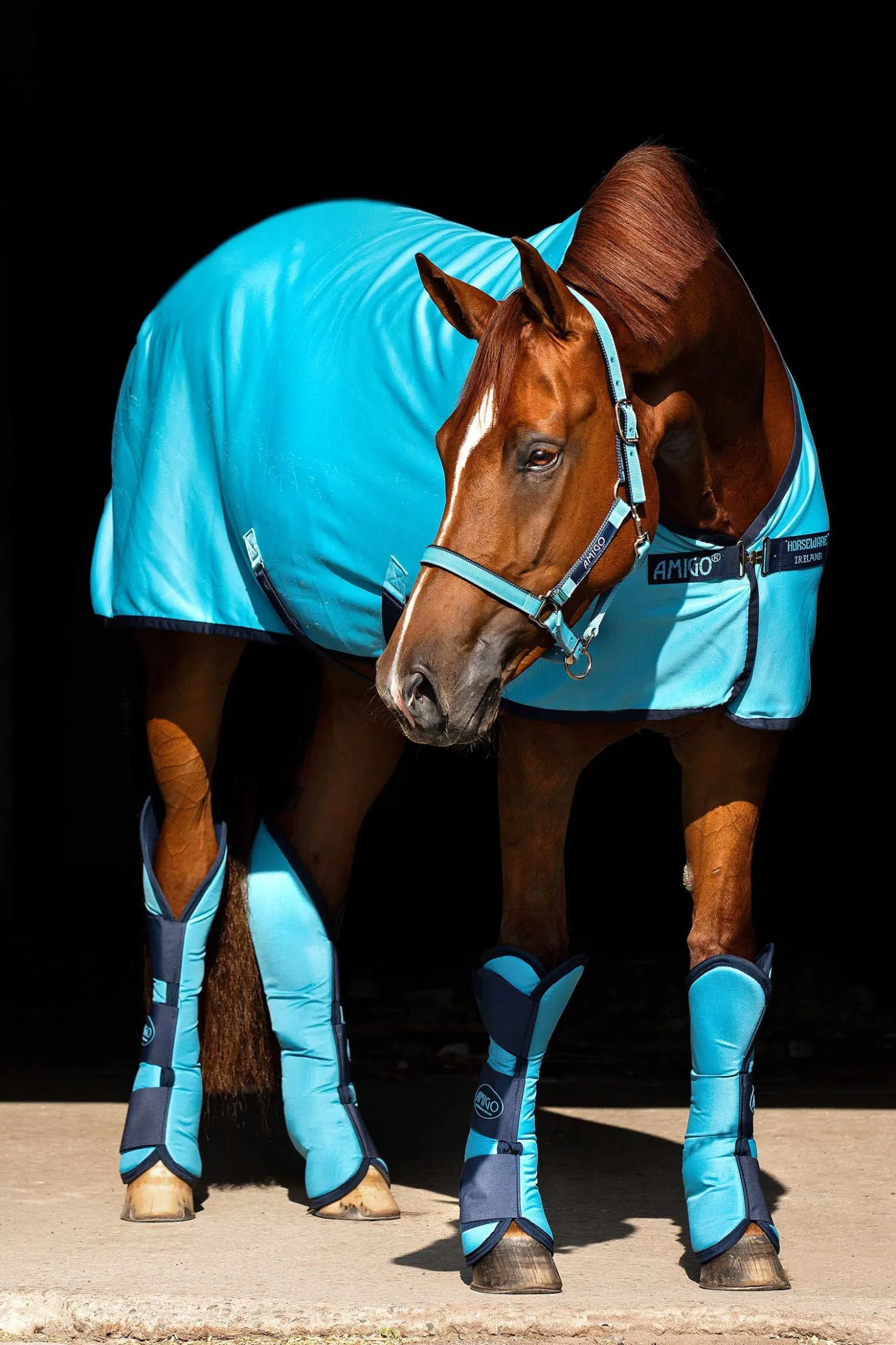 Online horseware Amigo Jersey Cooler