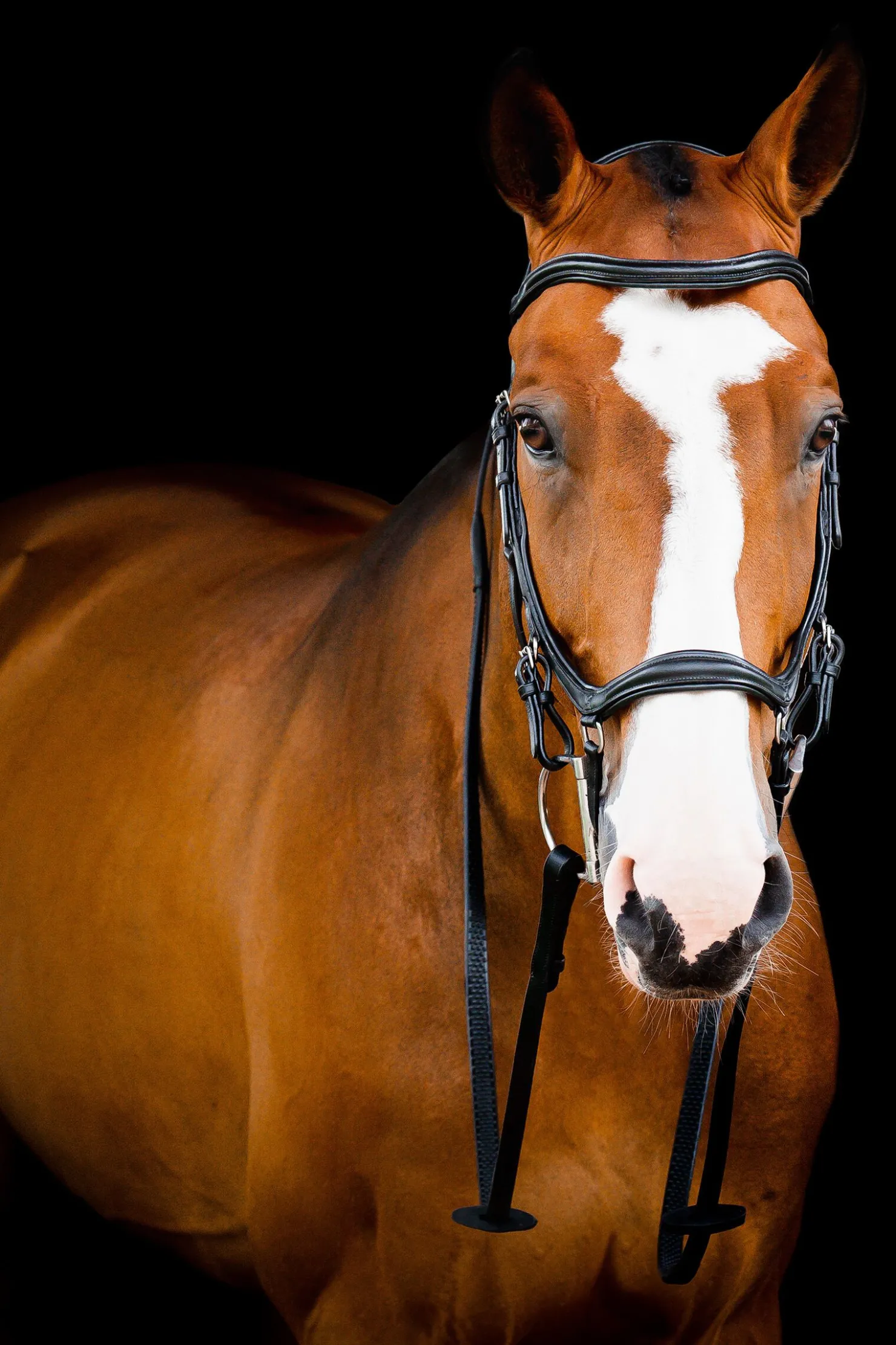 Discount horseware Micklem 2 Deluxe Competition Hodelag Black