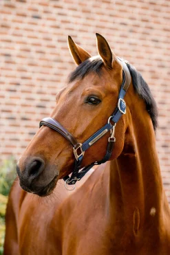 Best horseware Signature Show Halter Brown/Navy
