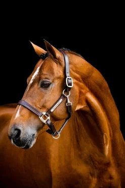 Discount horseware Signature-grime i lær Brown