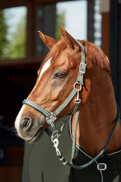 Discount horze Bari grime og leietau, sett ClimingIvyDarkGreen