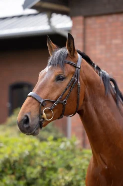 Best horze Chio hodelag Cognac