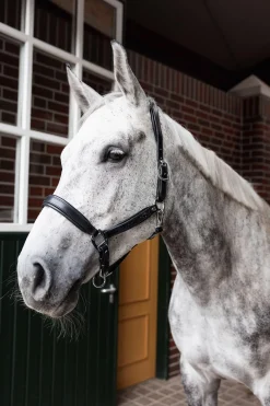 Best horze Delémont lærgrime Black