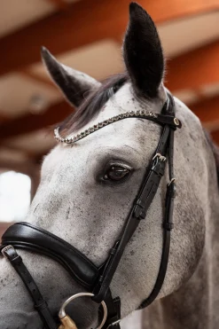 New horze Delémont pannebånd Caviar