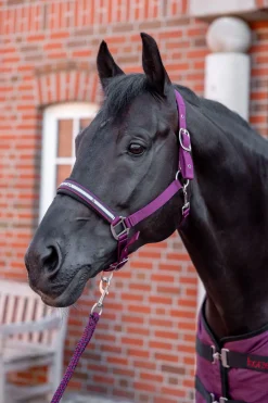 Clearance horze Eternal Gaze Grimesett PurplePotion