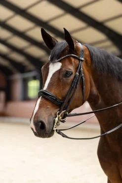 New horze Glamourdale Weymouth hodelag Black