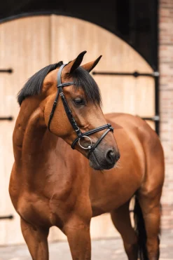 Sale horze Ice Water hodelag Black