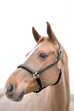 New horze Largo lærgrime Black