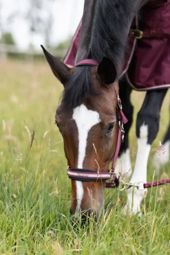 Sale horze Physical Sophistication grime, sett Burgundybrown