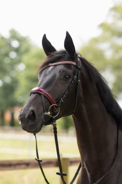 Best horze Physical Sophistication hodelag Black