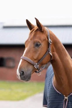 Hot horze Physical Sophistication lærgrime Brown