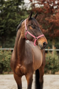 Best horze Rose Tonique grime FruitDove