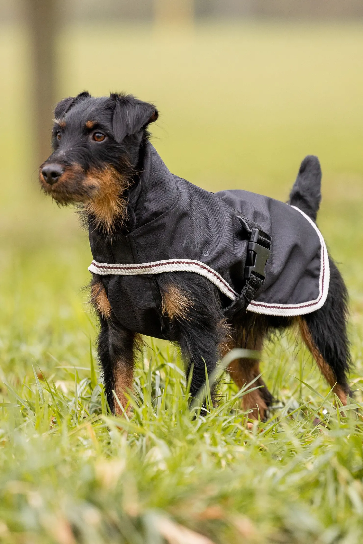 Discount horze Sudbury 2-i-1 hundedekken, 0 og 100 gram Black