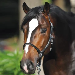 Hot kavalkade Cavo taugrime, sett Black/Black