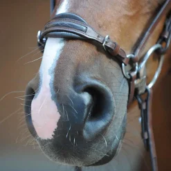 kavalkade Levana hodelag Black