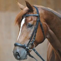 Outlet kavalkade Line ecoline hodelag, hanoveransk nesereim Black