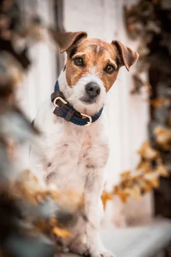 Best kentuckydogwear Kentucky Dogwear flettet hundehalsbånd, nylon DB/AB