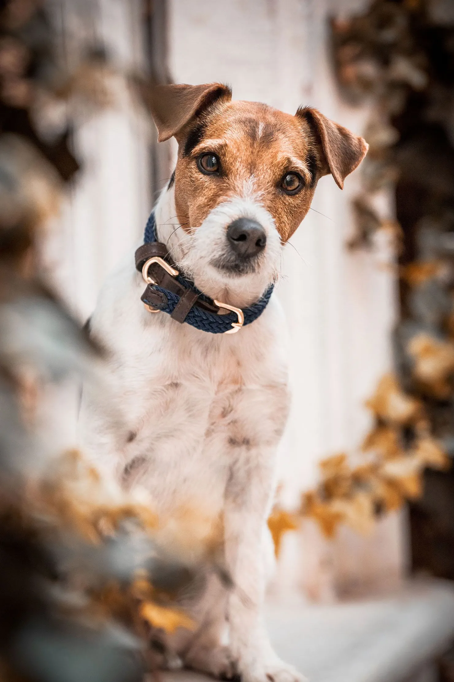 Best kentuckydogwear Kentucky Dogwear flettet hundehalsbånd, nylon DB/AB