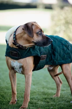 Best kentuckydogwear Kentucky Dogwear hundedekken DarkGreen