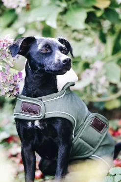 Best kentuckydogwear Kentucky Dogwear vanntett hundedekken OliveGreen