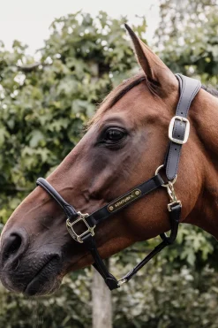 Hot kentucky Horsewear anatomisk lærgrime black