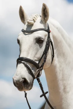 kieffer Ultrasoft® Fashion hodelag Black