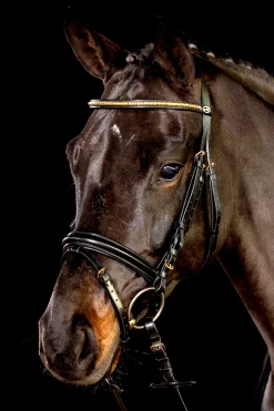 Sale schockemohle Schockemöhle Sports Heidelberg hodelag black/gold