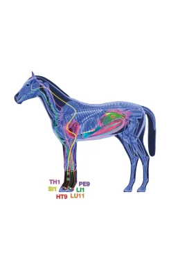 Clearance zandona Air terapeutisk støttebelegg frambein Black/Beige